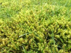 Lawn_care_moss